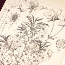 Hobonichi A5 Graph Notebook, Tomitaro Makino: Yamazakura